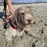 Wasserhund Blanquita, 09/2021, ca. 50 cm