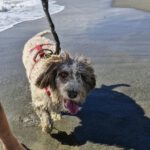 Wasserhund Blanquita, 09/2021, ca. 50 cm