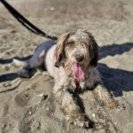 Wasserhund Blanquita, 09/2021, ca. 50 cm