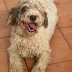 Wasserhund Blanquita, 09/2021, ca. 50 cm