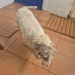 Wasserhund Blanquita, 09/2021, ca. 50 cm
