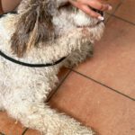 Wasserhund Blanquita, 09/2021, ca. 50 cm