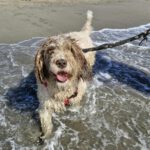 Wasserhund Blanquita, 09/2021, ca. 50 cm