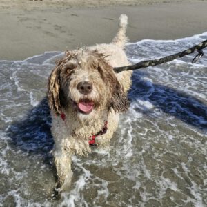 Wasserhund Blanquita, 09/2021, ca. 50 cm