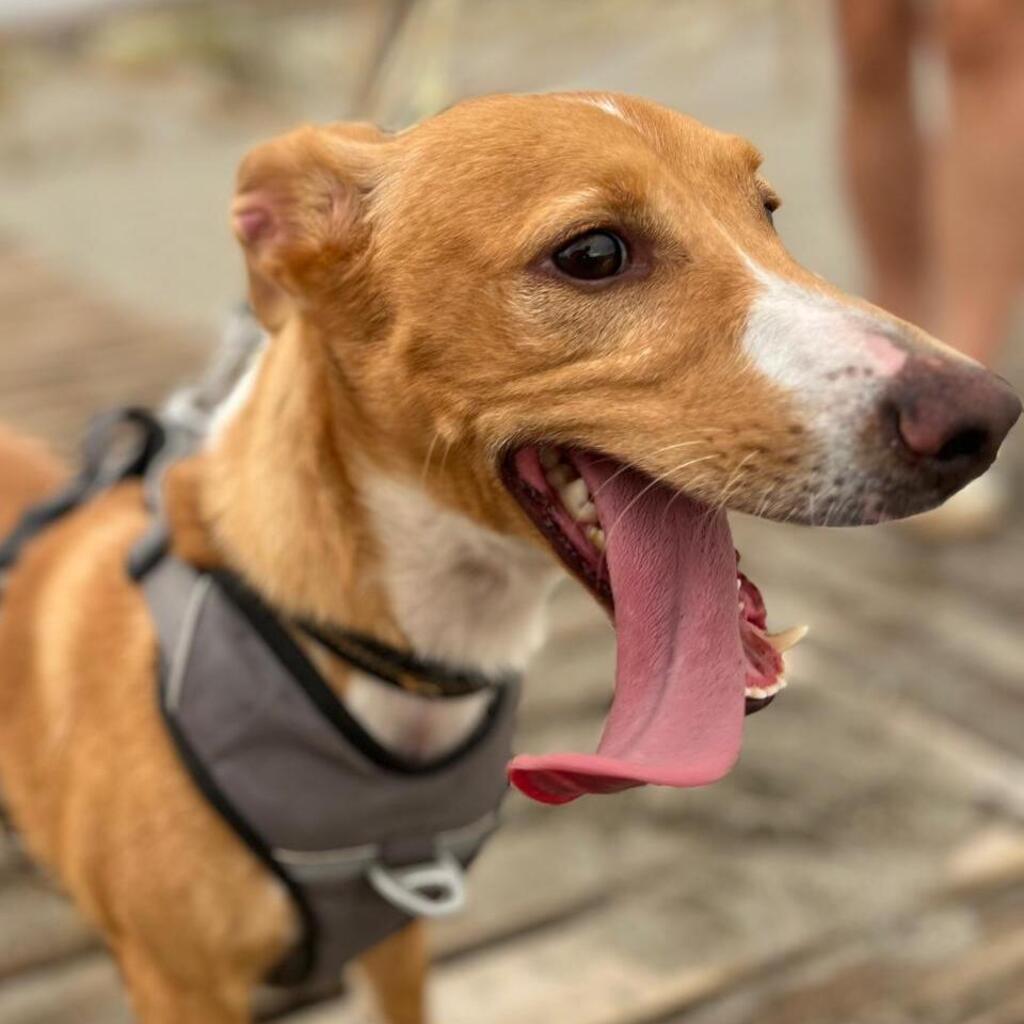 Podenco Mischling Bob, 05/2024, ca. 35 cm
