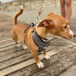 Podenco Mischling Bob, 05/2024, ca. 35 cm