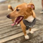 Podenco Mischling Bob, 05/2024, ca. 35 cm