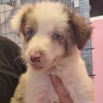 Border Collie Capitan, 06/2026, Endgröße ca. 53 cm