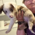 Border Collie Capitan, 06/2026, Endgröße ca. 53 cm