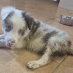 Border Collie Capitan, 06/2026, Endgröße ca. 53 cm