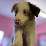 Border Collie Capitan, 06/2026, Endgröße ca. 53 cm