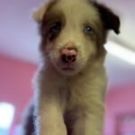 Border Collie Capitan, 06/2026, Endgröße ca. 53 cm