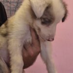 Border Collie Capitan, 06/2026, Endgröße ca. 53 cm