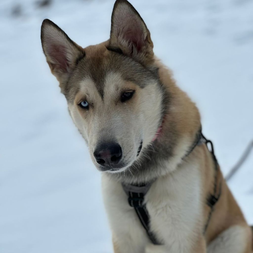 Husky Mischling Caramelo, 05/2025, ca. 66 cm, 96049 Bamberg