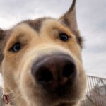 Husky Mischling Caramelo, 05/2025, ca. 66 cm, 96049 Bamberg