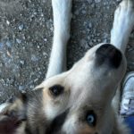 Husky Mischling Caramelo, 05/2025, ca. 66 cm, 96049 Bamberg