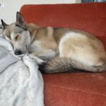 Husky Mischling Caramelo, 05/2025, ca. 66 cm, 96049 Bamberg