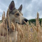 Husky Mischling Caramelo, 05/2025, ca. 66 cm, 96049 Bamberg