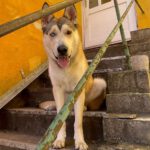 Husky Mischling Caramelo, 05/2025, ca. 66 cm, 96049 Bamberg