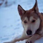 Husky Mischling Caramelo, 05/2025, ca. 66 cm, 96049 Bamberg