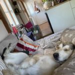 Husky Mischling Caramelo, 05/2025, ca. 66 cm, 96049 Bamberg