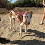 Podenco Ibicenco Careta, 02/2017, ca. 65 cm