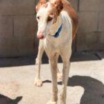 Podenco Ibicenco Careta, 02/2017, ca. 65 cm