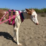 Podenco Ibicenco Careta, 02/2017, ca. 65 cm