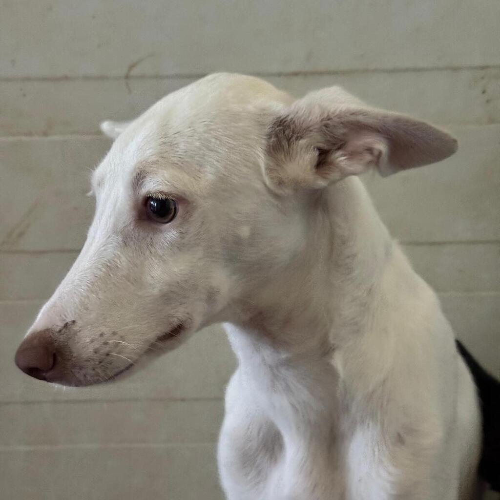 Podenco Caspar, 01/2026, Endgröße ca. 45 cm