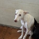 Podenco Caspar, 01/2026, Endgröße ca. 45 cm