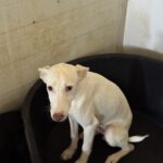 Podenco Caspar, 01/2026, Endgröße ca. 45 cm