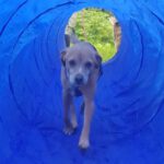 Mischling Chico, 07/2018, ca. 40 cm