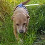 Mischling Chico, 07/2018, ca. 40 cm