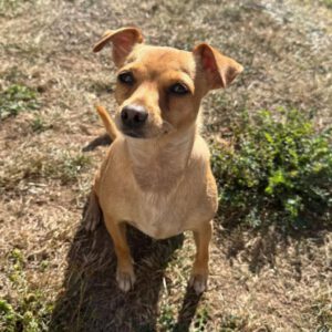 Chihuahua Mischling Chispita, 06/2023, ca. 26 cm, 34466 Wolfhagen
