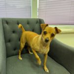 Chihuahua Mischling Chispita, 06/2023, ca. 26 cm, 34466 Wolfhagen