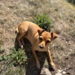 Chihuahua Mischling Chispita, 06/2023, ca. 26 cm, 34466 Wolfhagen