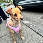 Chihuahua Mischling Chispita, 06/2023, ca. 26 cm, 34466 Wolfhagen