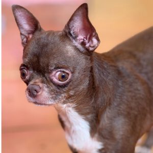 Chihuahua Claire, 06/2022, ca. 20 cm