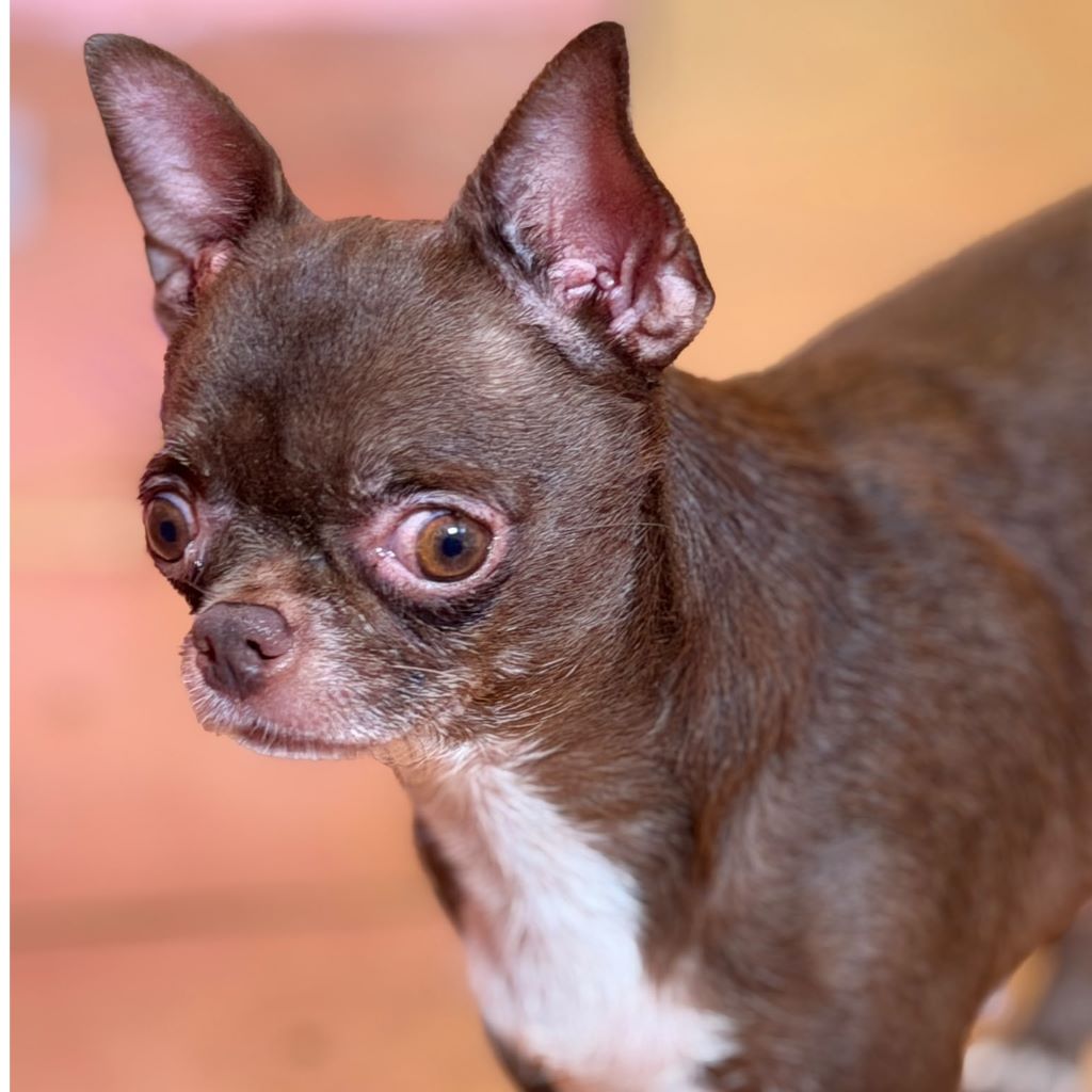 Chihuahua Claire, 06/2022, ca. 20 cm
