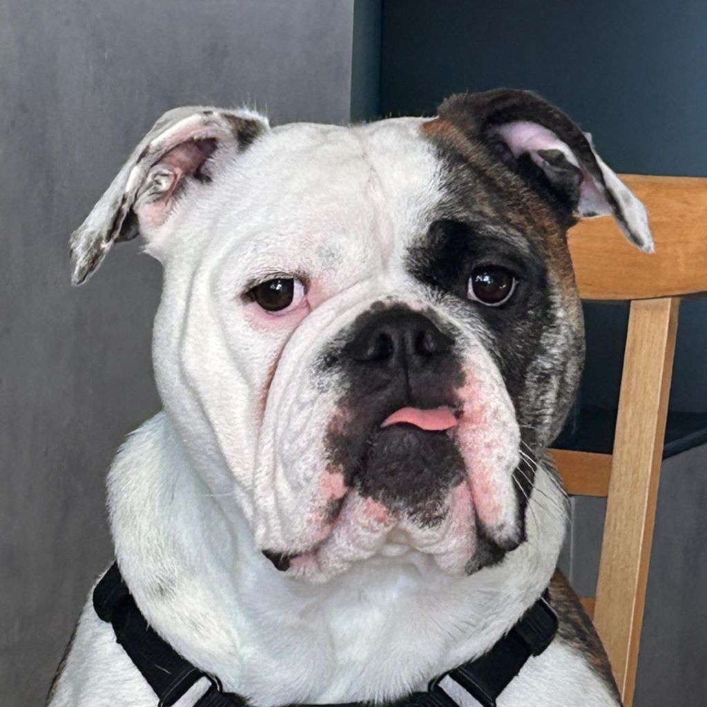 Continental Bulldog Conny, 03/2024, ca. 45 cm