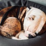 Continental Bulldog Conny, 03/2024, ca. 45 cm