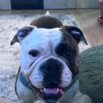 Continental Bulldog Conny, 03/2024, ca. 45 cm