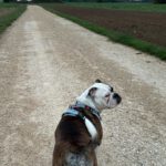 Continental Bulldog Conny, 03/2024, ca. 45 cm