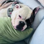 Continental Bulldog Conny, 03/2024, ca. 45 cm
