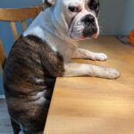 Continental Bulldog Conny, 03/2024, ca. 45 cm