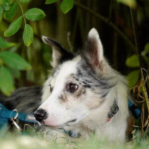 Border Collie Daniel, 01/2023, ca. 45 cm, 53945 Blankenheim
