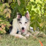 Border Collie Daniel, 01/2023, ca. 45 cm, 53945 Blankenheim