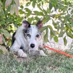 Border Collie Daniel, 01/2023, ca. 45 cm, 53945 Blankenheim