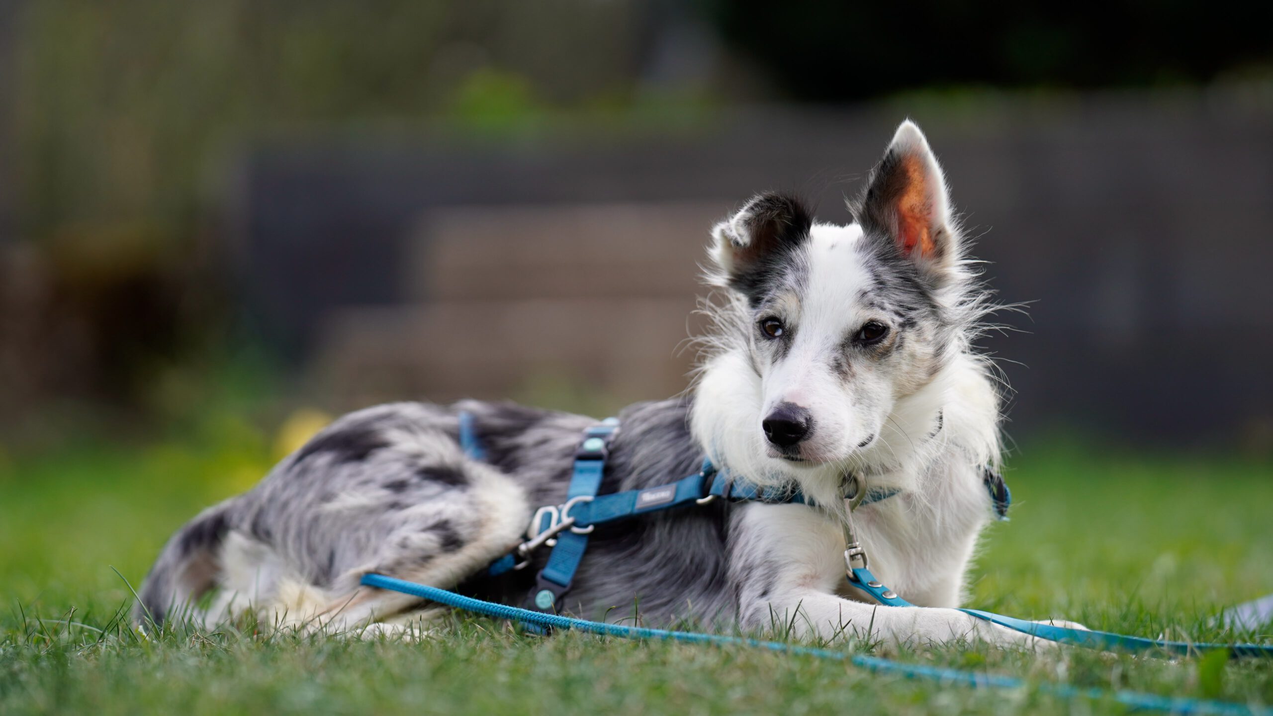 Border Collie Daniel, 01/2023, ca. 45 cm, 53945 Blankenheim
