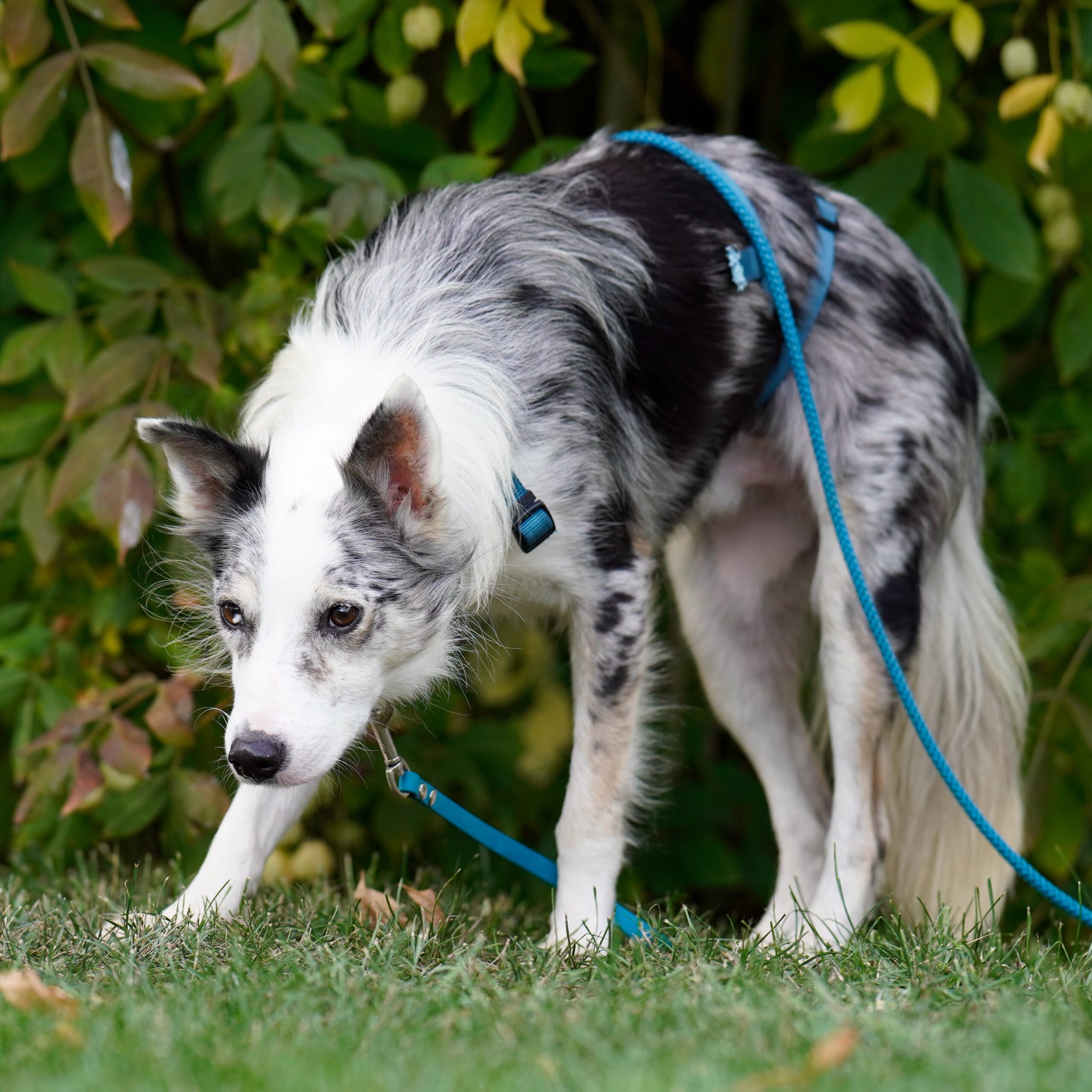Border Collie Daniel, 01/2023, ca. 45 cm, 53945 Blankenheim